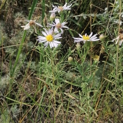 Aster altaicus