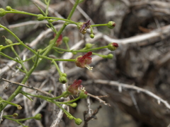 Scrophularia desertorum