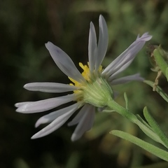 Aster altaicus