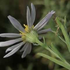 Aster altaicus