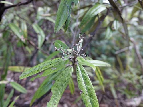 Corokia buddleioides (Corokia buddleioides)