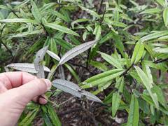 Corokia buddleioides