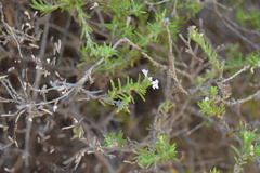 Micromeria herpyllomorpha image