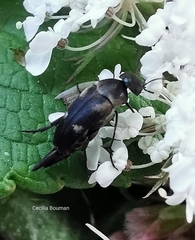 Variimorda villosa