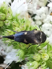 Variimorda villosa