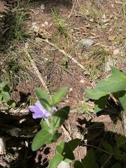 Ruellia drummondiana