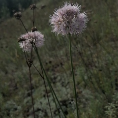 Allium angulosum
