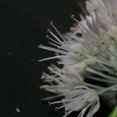Allium angulosum