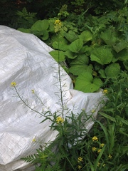 Erysimum hieraciifolium