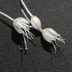 Allium angulosum