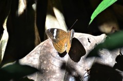 Euriphene tadema