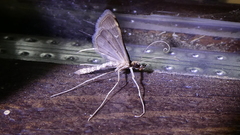 Steniini