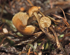 Omphaliaster asterosporus