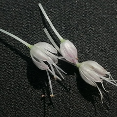 Allium angulosum