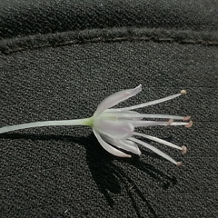 Allium angulosum