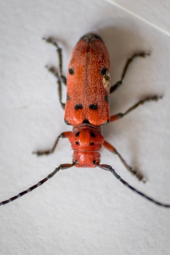 Red-femured Milkweed Borer