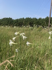 Lilium philippinense