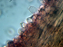 Omphaliaster asterosporus