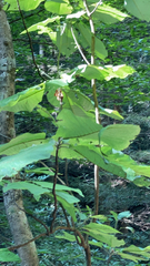 Magnolia macrophylla