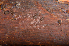 Orbilia eucalypti