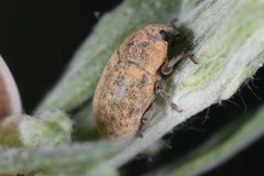 Larinus minutus
