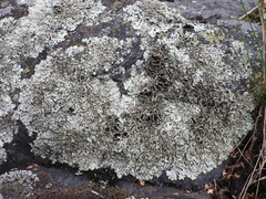 Xanthoparmelia stenophylla