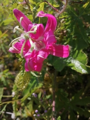 Passiflora sublanceolata