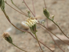 Chaenactis douglasii douglasii