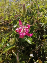 Passiflora sublanceolata