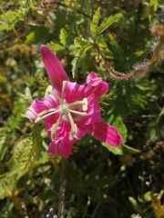 Passiflora sublanceolata