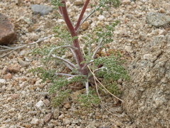 Chaenactis douglasii douglasii