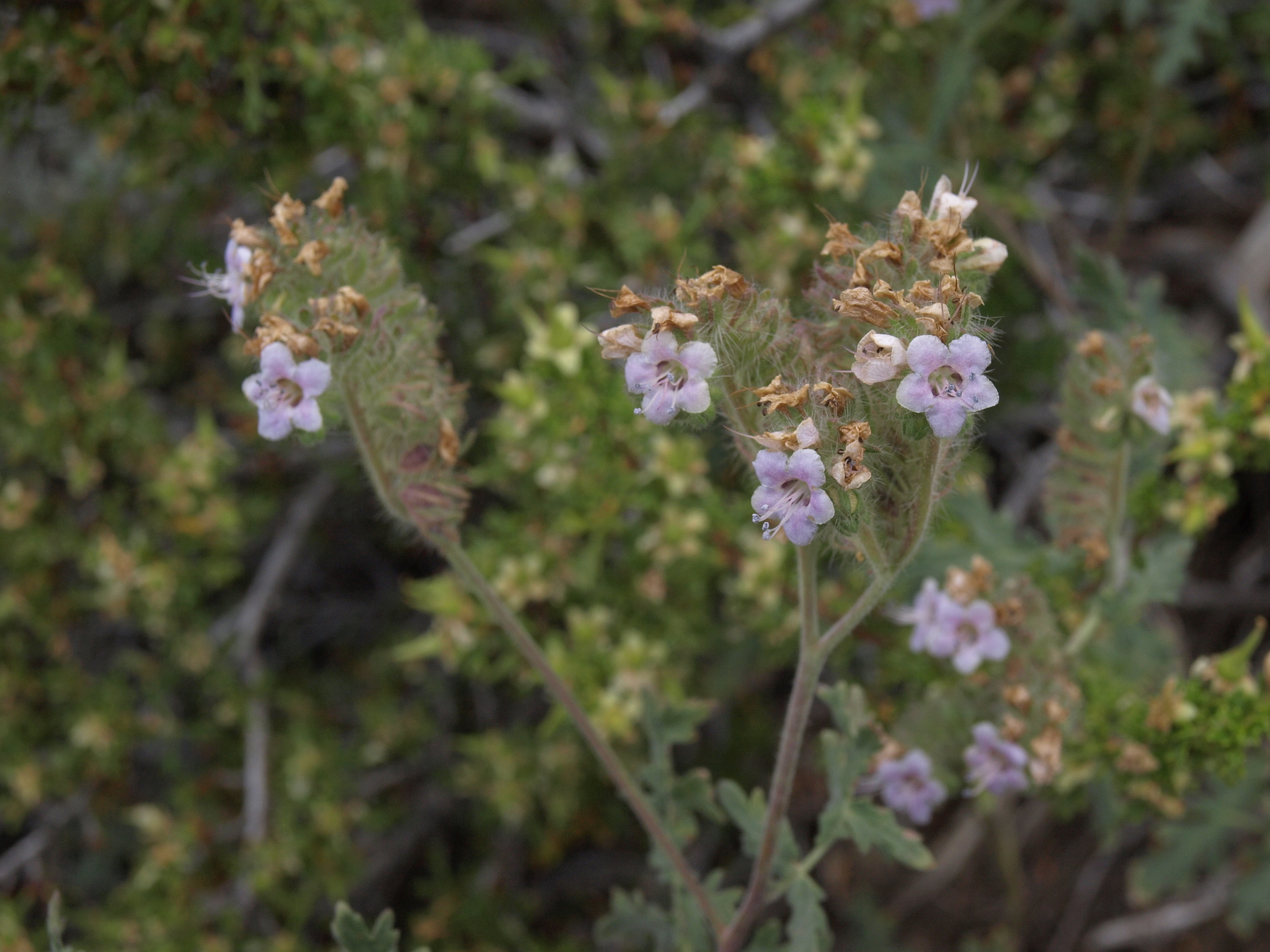 Phacelia ramosissima var. subglabra