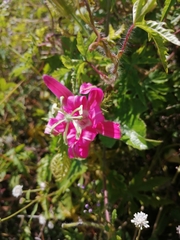 Passiflora sublanceolata
