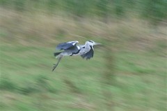 Ardea cinerea