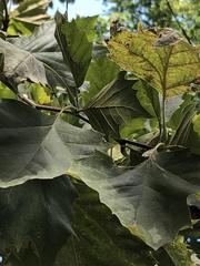 Platanus occidentalis