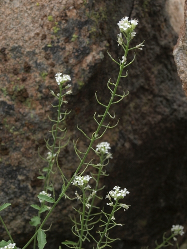 Mojave halimolobos (Halimolobos jaegeri)