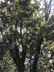 Platanus occidentalis