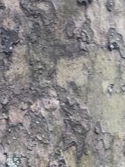 Platanus occidentalis