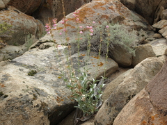Penstemon floridus floridus