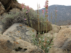 Penstemon floridus floridus