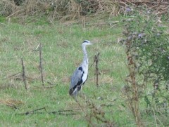 Ardea cinerea