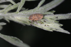 Larinus minutus