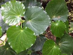 Piper excelsum peltatum