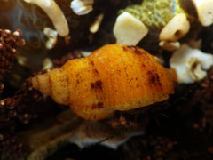 Ocenebrinae