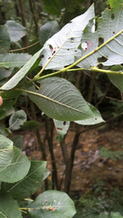 Salix silesiaca
