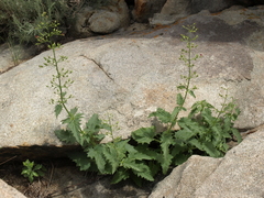 Scrophularia desertorum