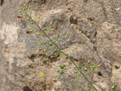 Scrophularia desertorum