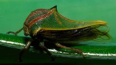 Umbonia spinosa