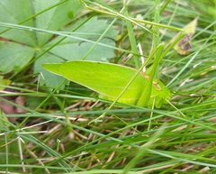 Amblycorypha rotundifolia
