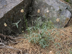 Trifolium dedeckerae